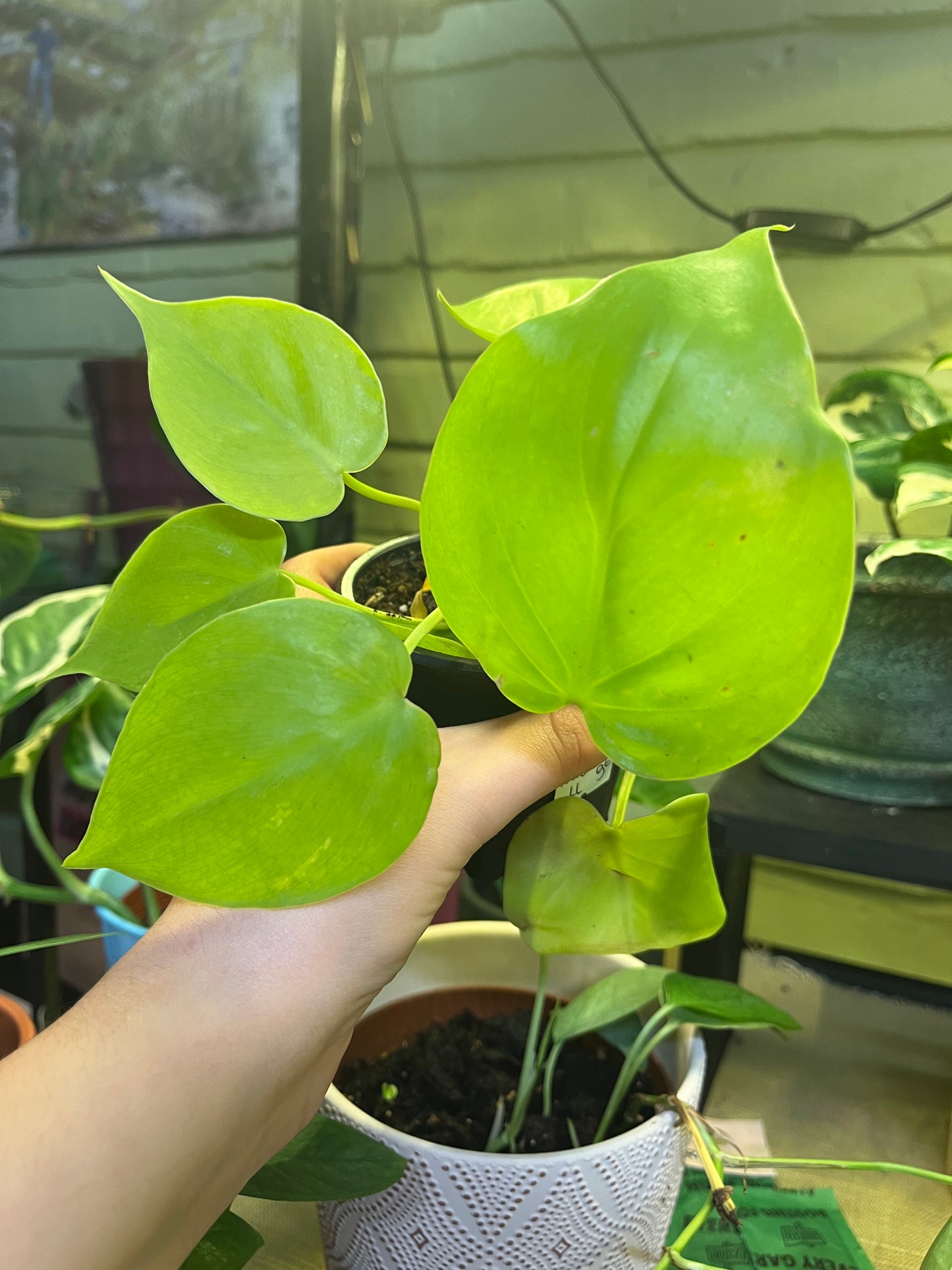 Philodendron Lemon Lime