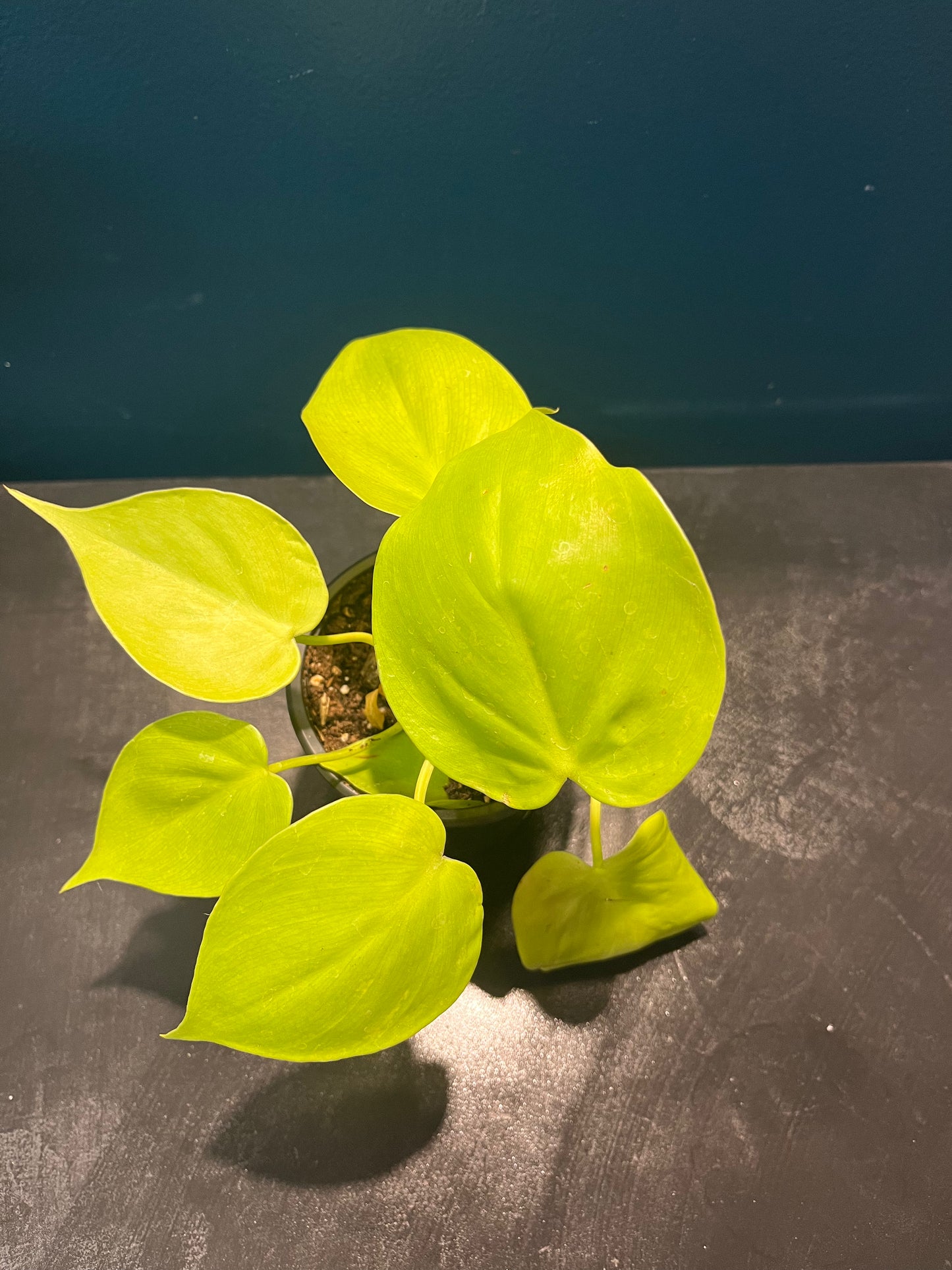 Philodendron Lemon Lime