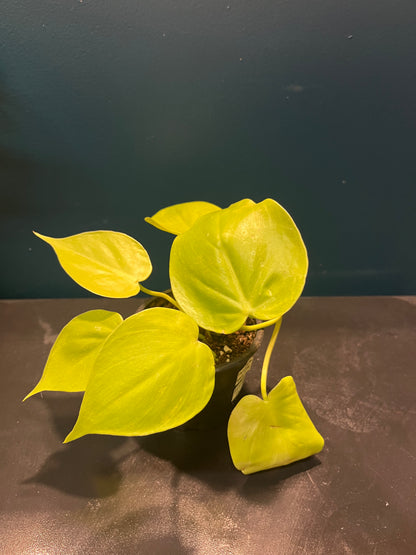 Philodendron Lemon Lime