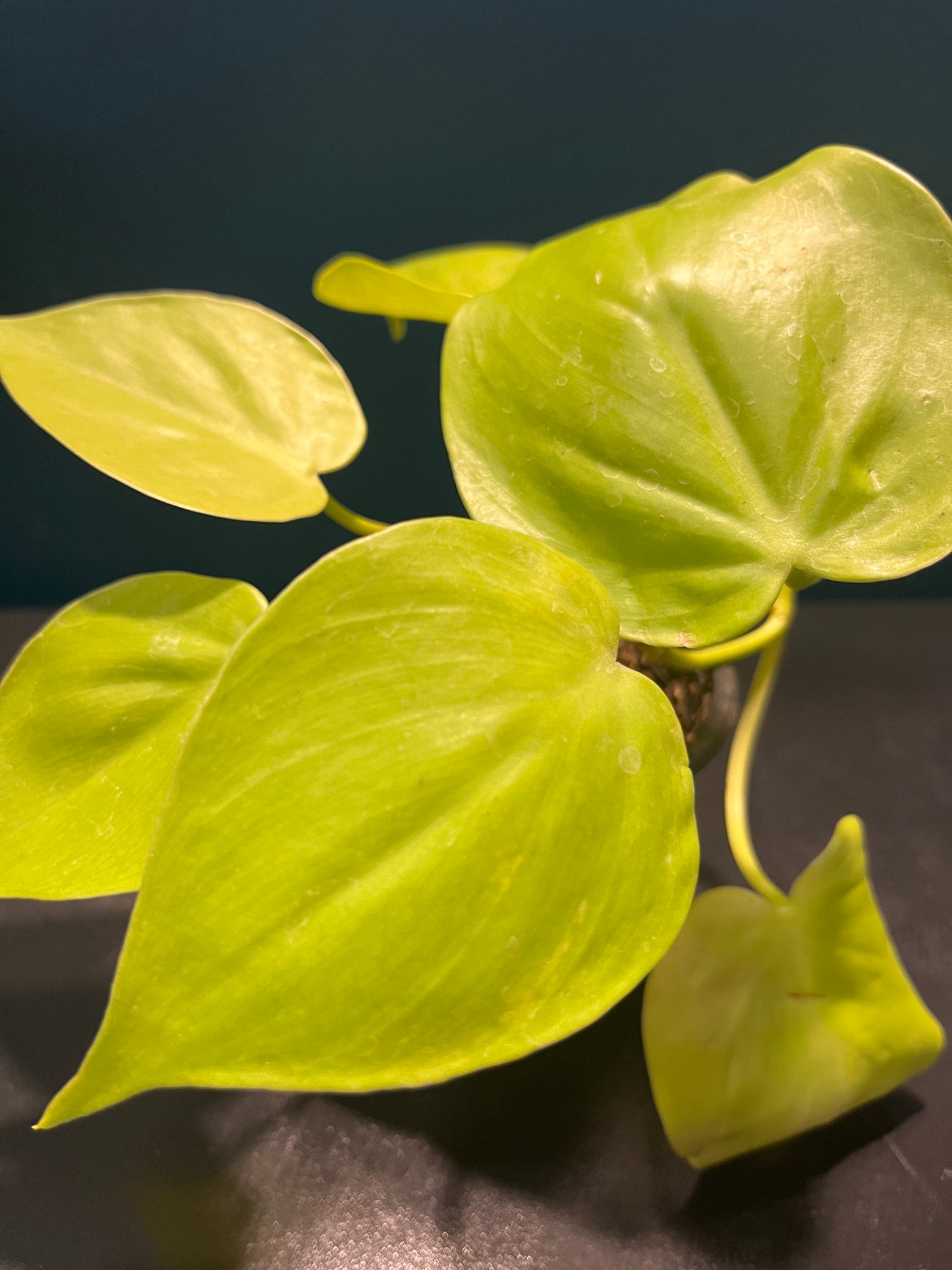 Philodendron Lemon Lime
