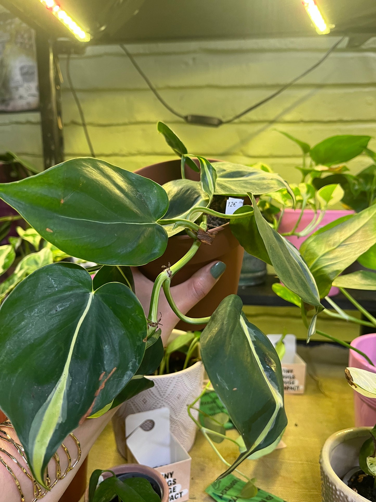 Philodendron brazil