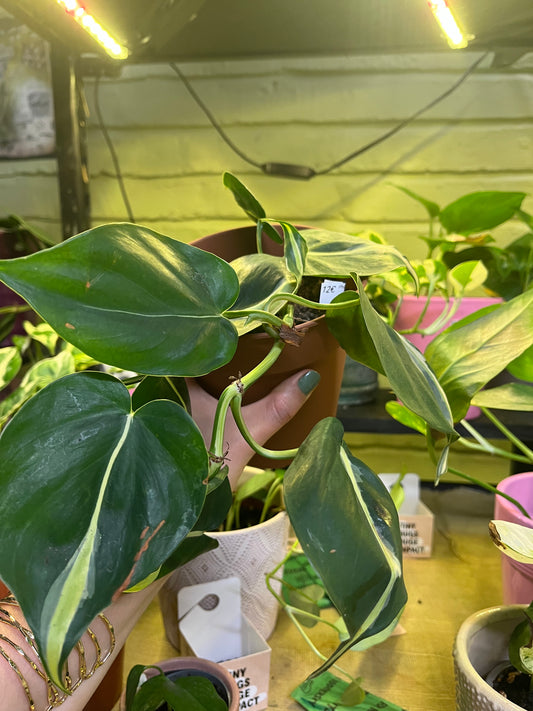 Philodendron brazil
