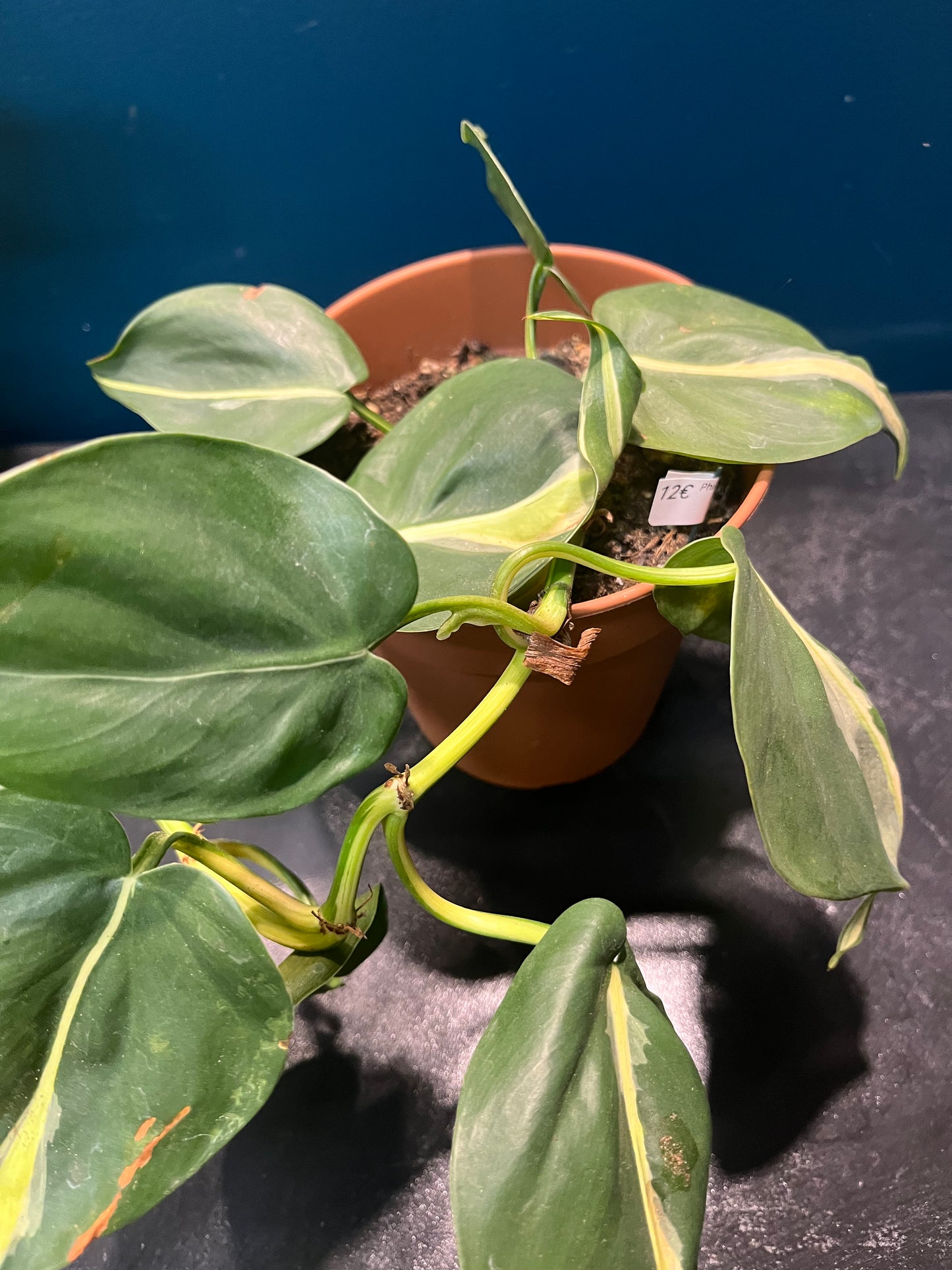 Philodendron brazil