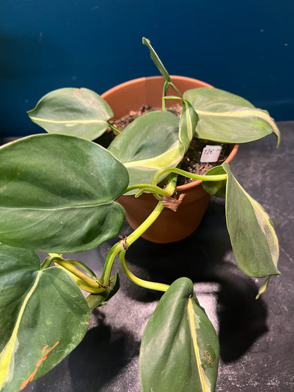 Philodendron brazil