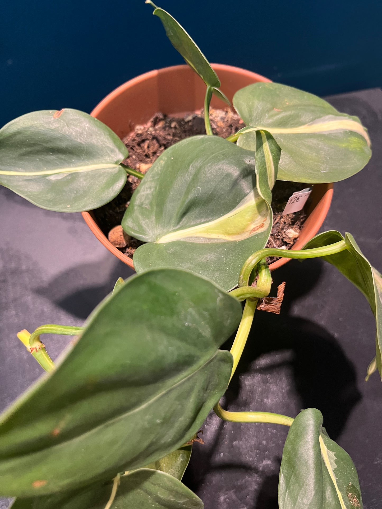 Philodendron brazil