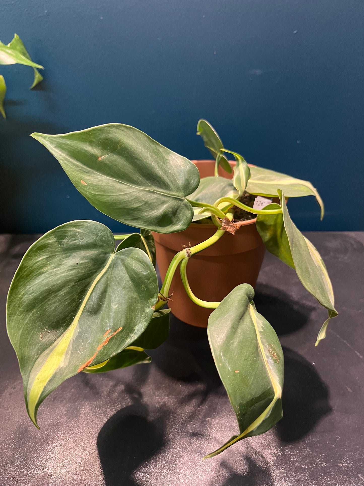 Philodendron brazil