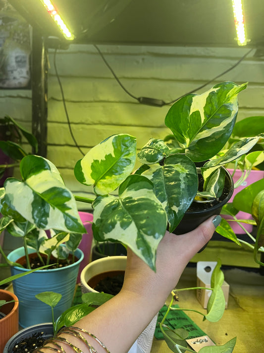Pothos N'Joy
