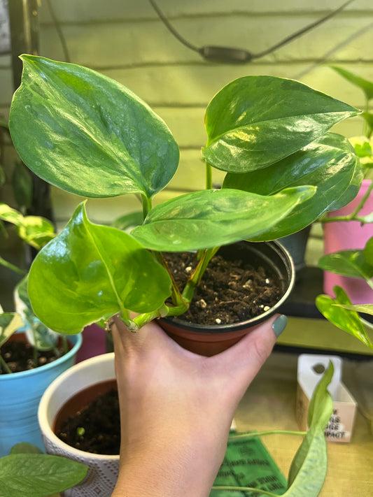 Pothos Global Green