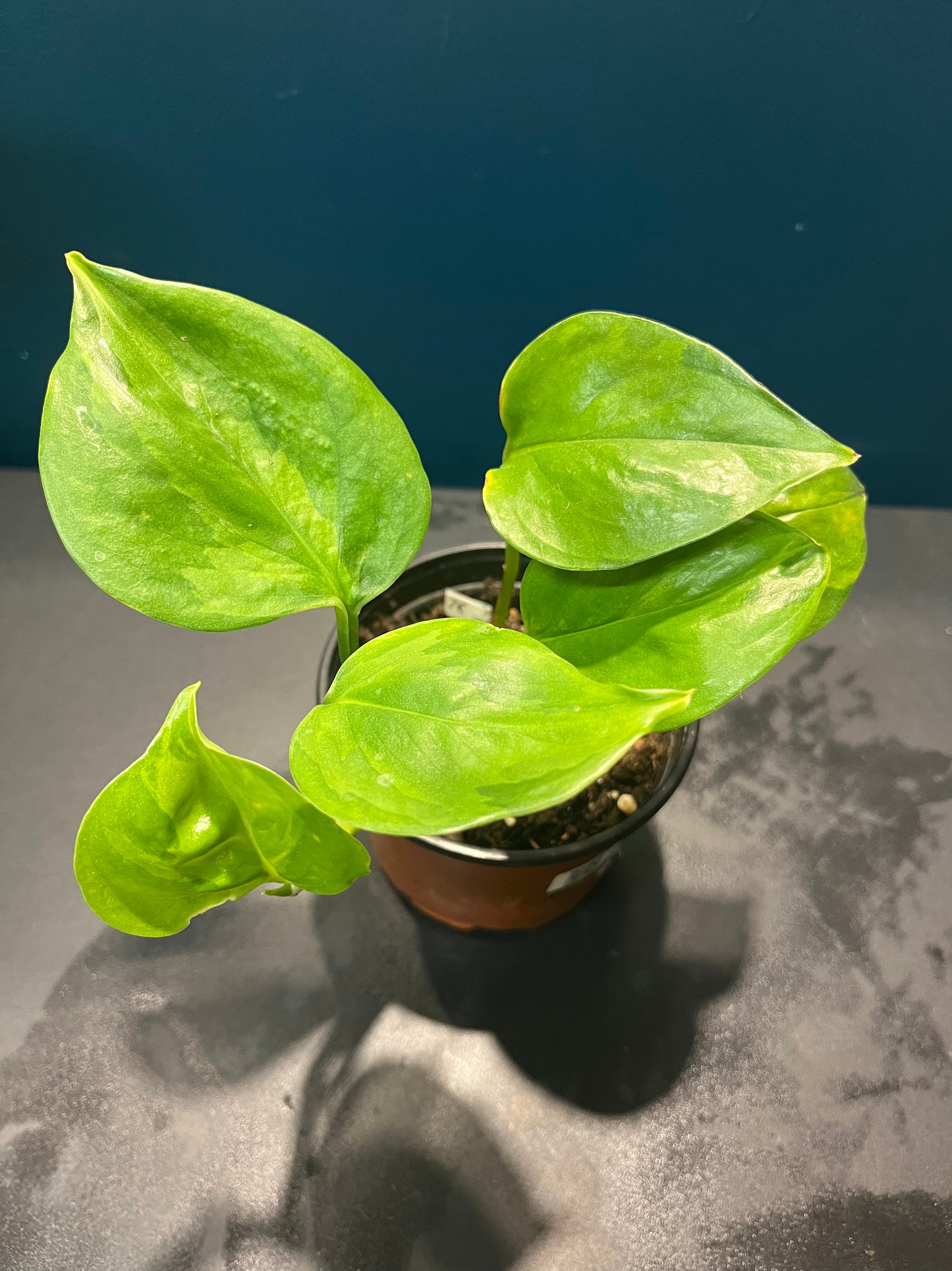 Pothos Global Green