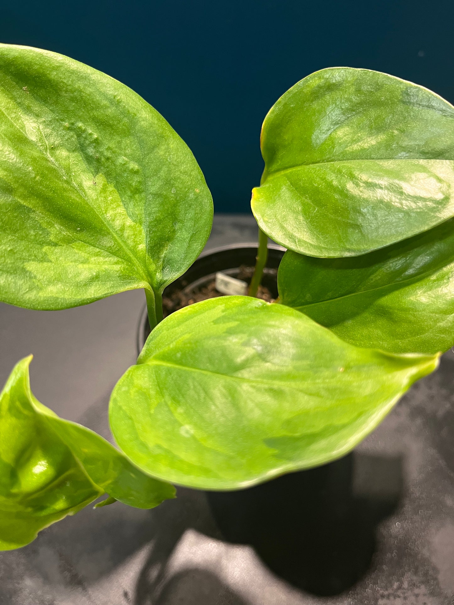 Pothos Global Green